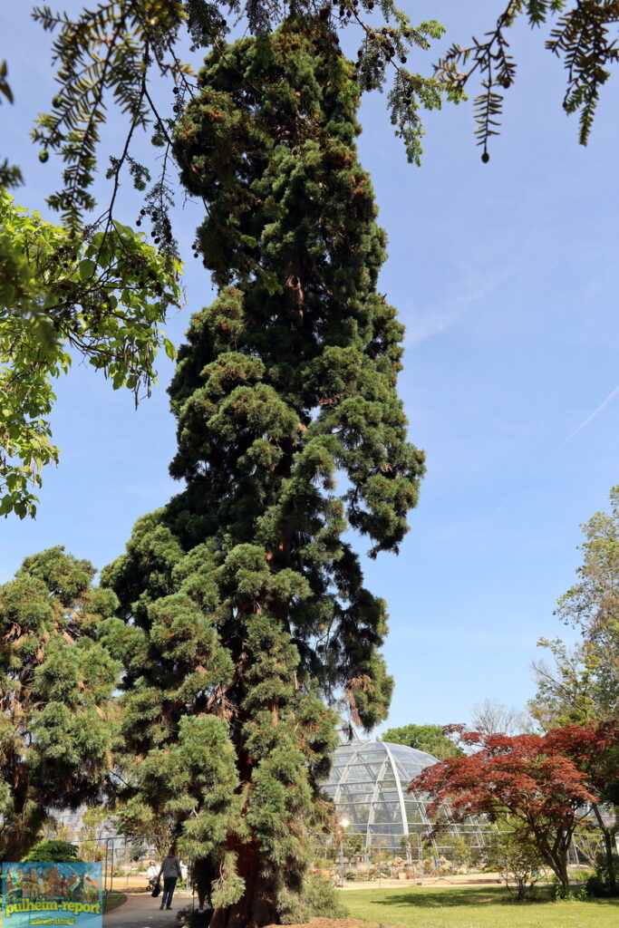 Riesiger Mammutbaum in der Flora Köln