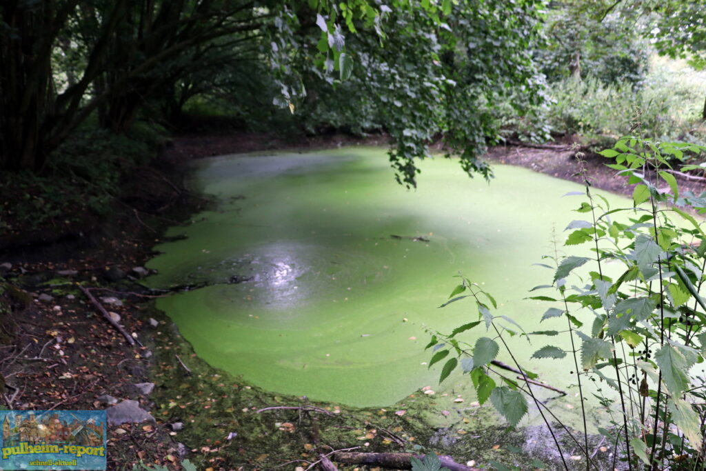Dieser Teich wirkt verwunschen. Auch dieses Gewässer trägt zur Reinigung des Wassers bei.