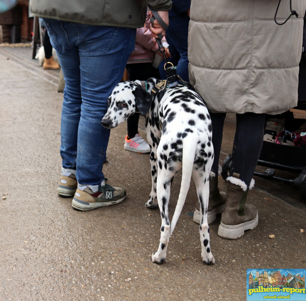 Viele Hunde waren unterwegs und schauten sich interessiert auf dem Hundeweihnachtsmarkt um.