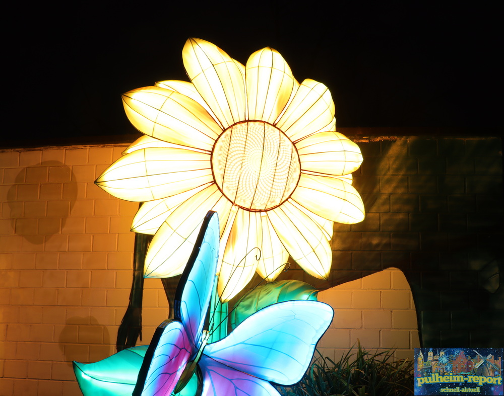 Bunt leuchtende Blume und Schmetterling laden schon am Haupteingang dazu ein, sich die China Lights anzusehen.