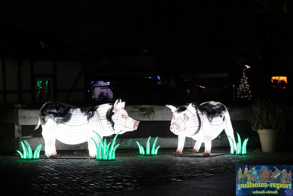 Schweine am China Light Eingang.