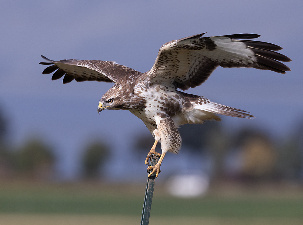 Bussard im Anflug (Foto Gerd Bierling)