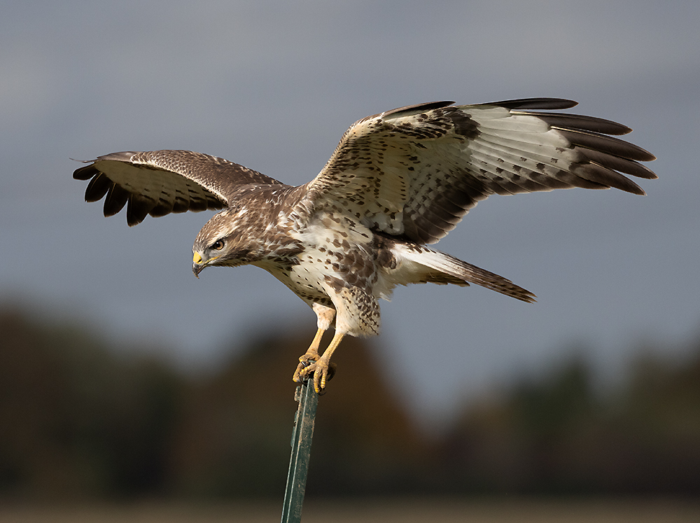 Bussard in Aktion (Foto: Gerd Bierling)