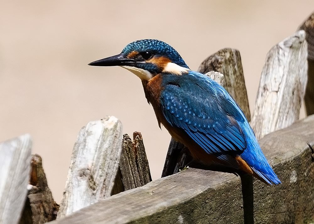 Eisvogel im Fokus (Foto: Gerd Bierling)