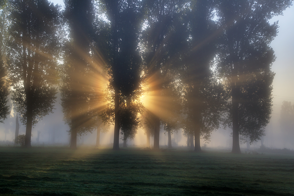 Morgennebel (Foto: Gerd Bierling)