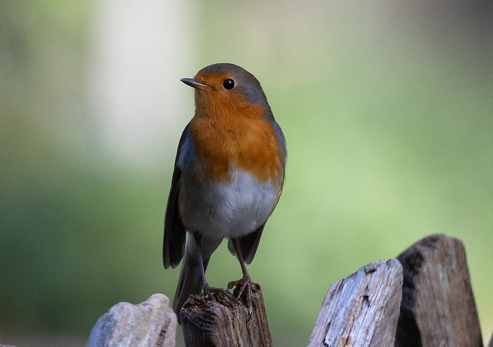 Keckes Rotkehlchen (Foto: Gerd Bierling)