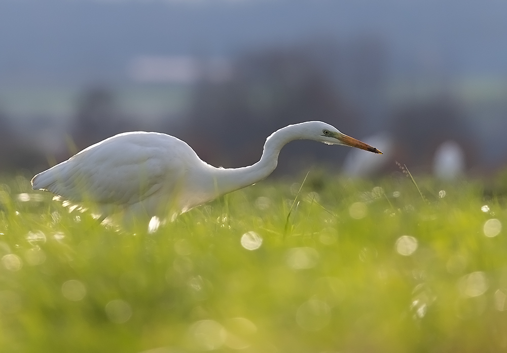 Silberreiher im Fokus (Foto: Gerd Bierling)