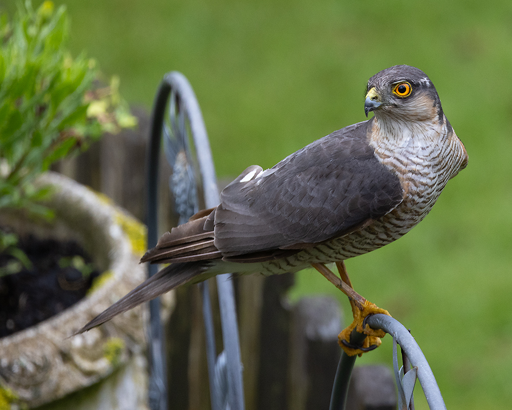 Ein Sperber (Foto: Gerd Bierling)