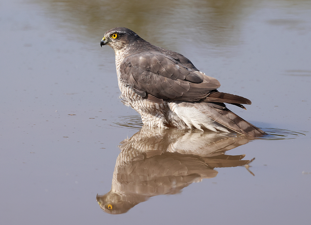 Sperberweibchen spiegelt sich im Wasser 
(Foto: Gerd Bierling)