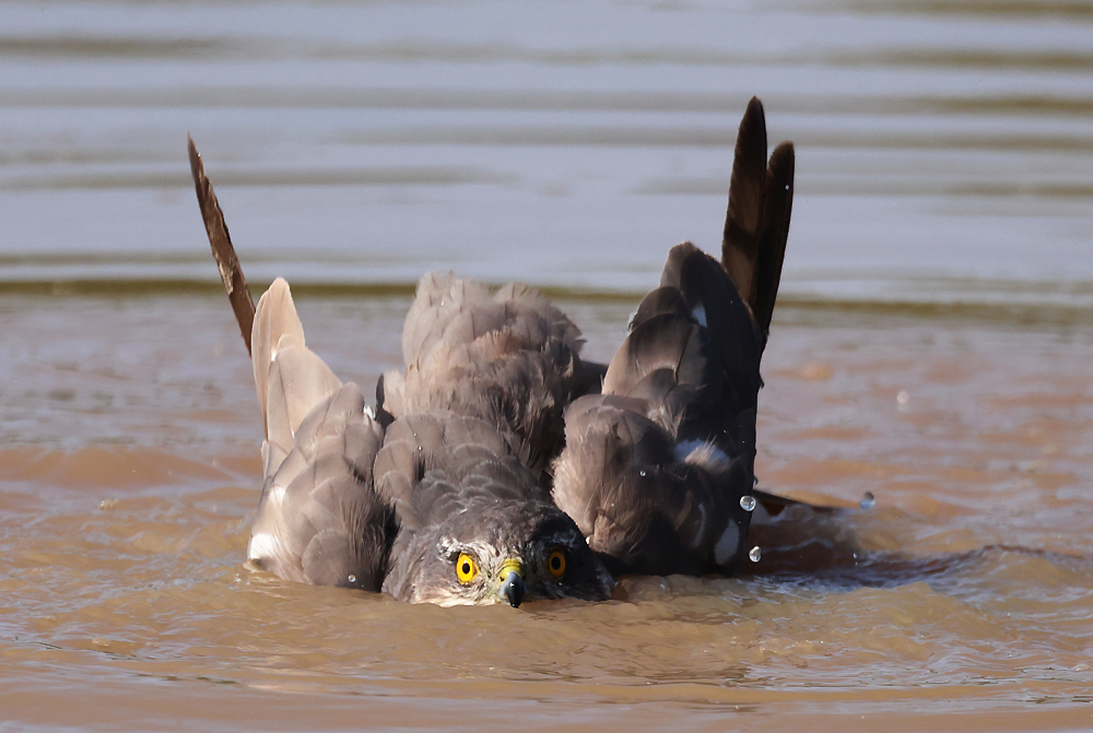 Ein Sperberweibchen badet. (Foto: Gerd Bierling)