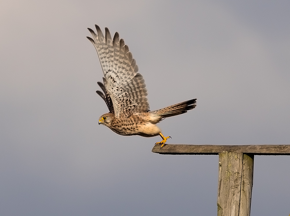 Der Turmfalke hebt ab. (Foto: Gerd Bierling)