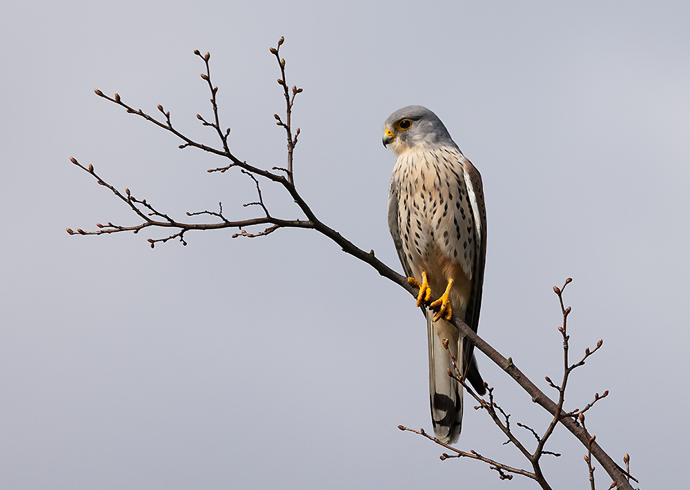 Der Turmfalke hat alles im Blick. (Foto: Gerd Bierling)