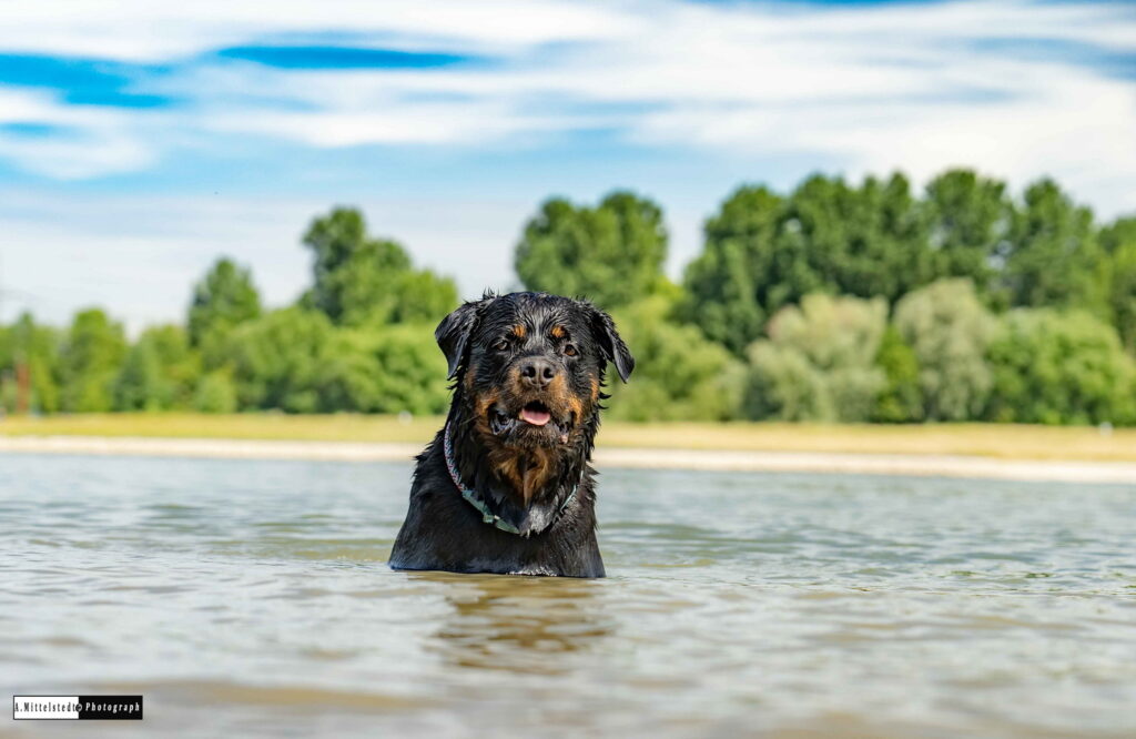 Auch Hund Aika gehört zur Familie und ist ein beliebtes Fotomotiv von Artur Mittelstedt (Foto: Artur Mittelstedt)