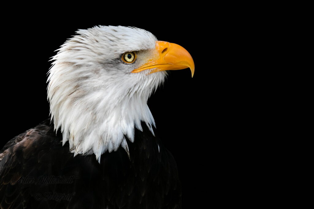 Weißkopfseeadler im Fokus (Foto: Artur Mittelstedt)