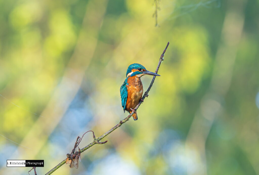 Eisvogel (Foto: Artur Mittelstedt)