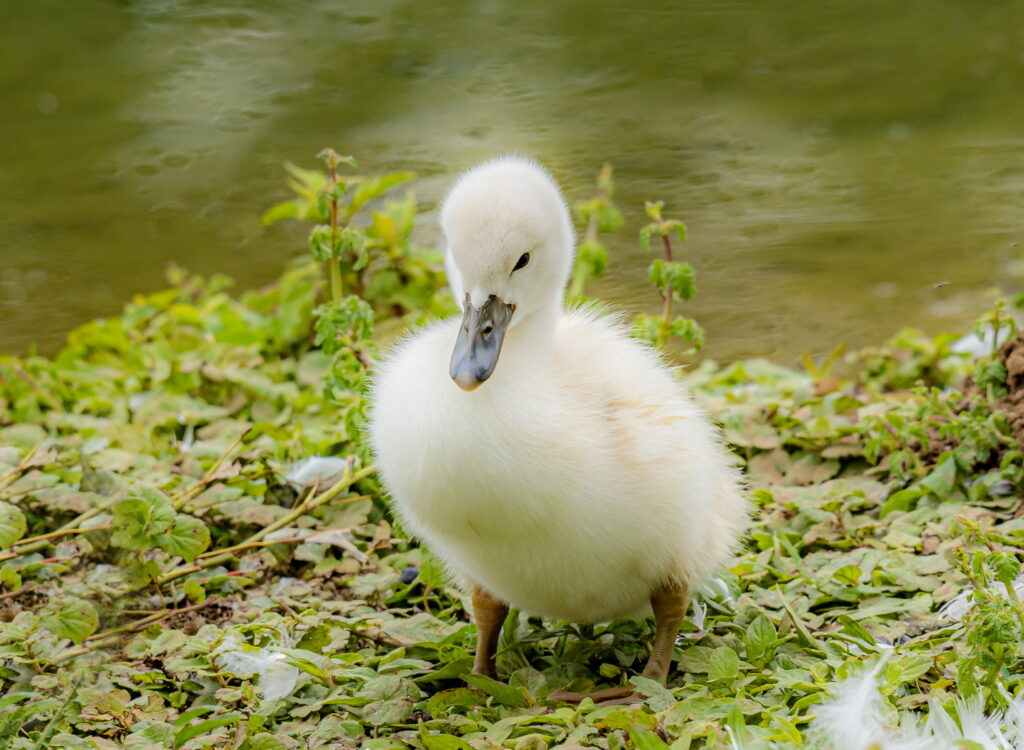 Eine niedliche Ente (Foto: Artur Mittelstedt)