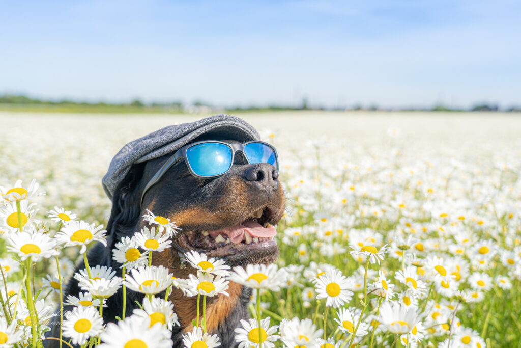 Sommerliche Aufnahme von Aika (Foto: Artur Mittelstedt)