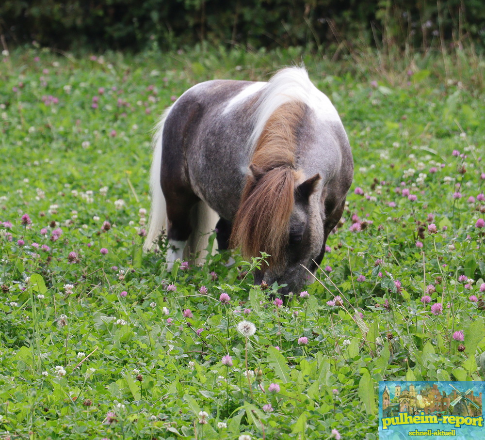 Ein kleines Pony grast genüßlich auf der Blumenwiese.