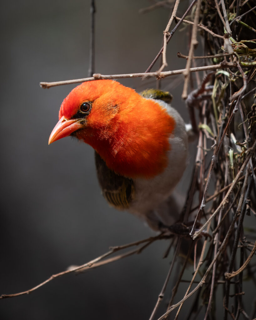 Bunte Vogelwelt (Foto: Monika Morlak)