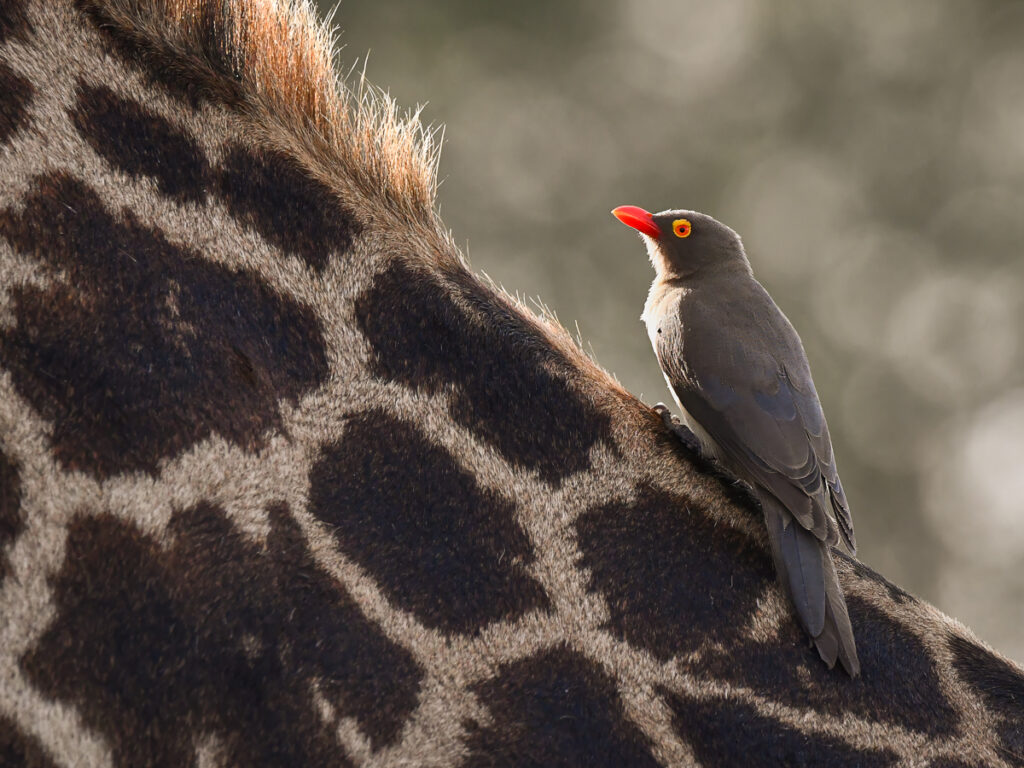 Symbiose der Tierwelt - Schaut mal auf Instagram bei moni_morla vorbei! (Foto: Monika Morlak)