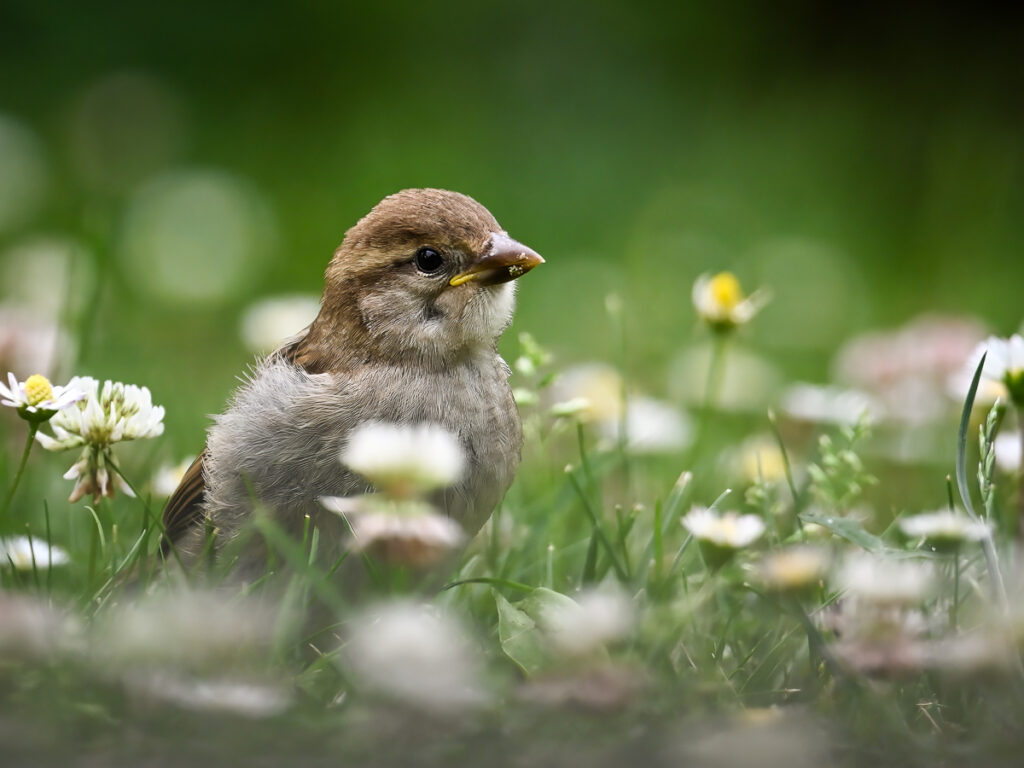 Kleiner Spatz ganz groß (Foto: Monika Morlak)