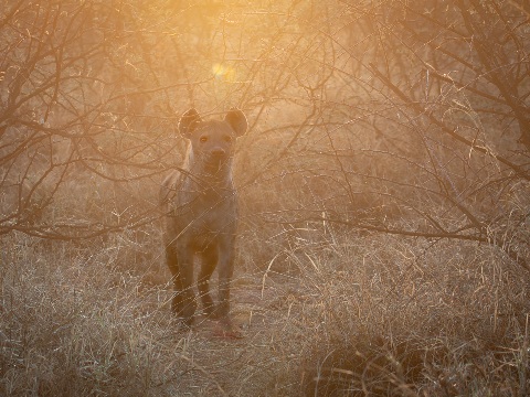 Im Morgenlicht versteckt (Foto: Monika Morlak)