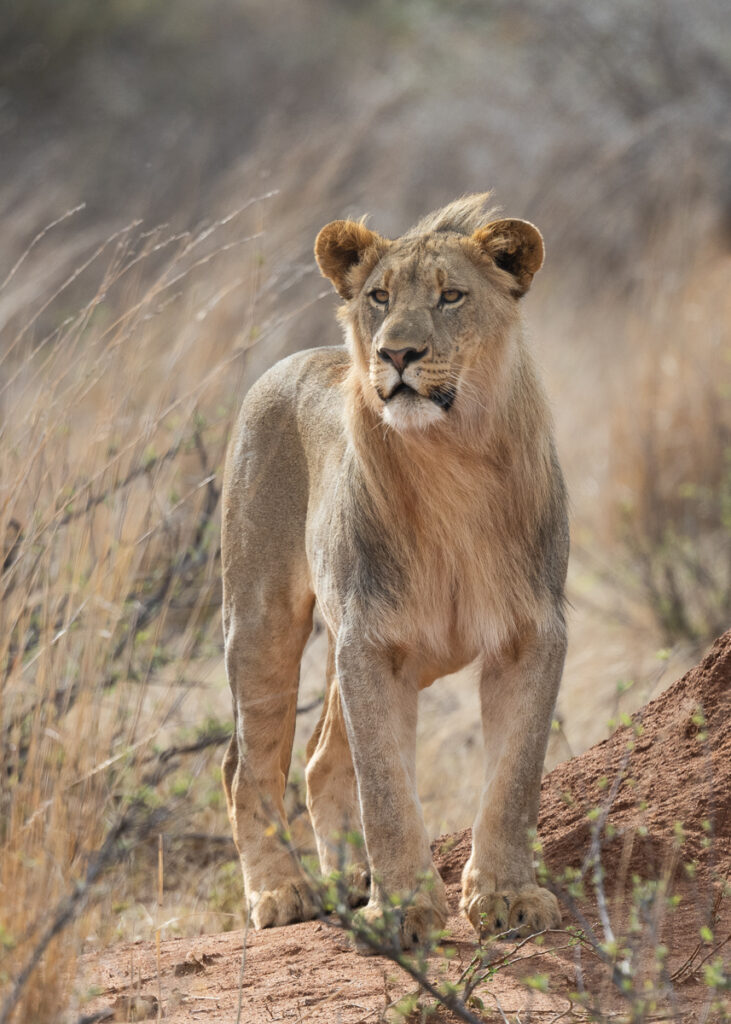 The next king (Foto: Monika Morlak)