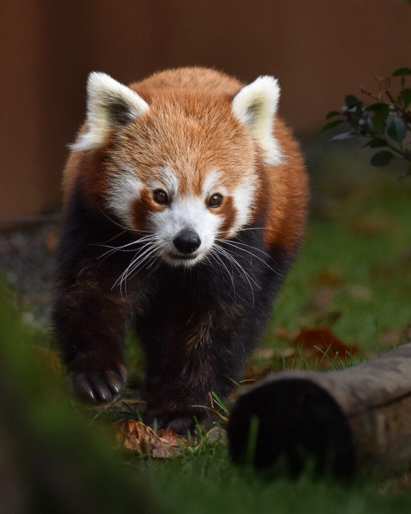 Kleiner Panda (Foto: Monika Morlak)