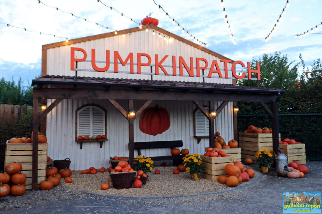 Pumpkin Patch