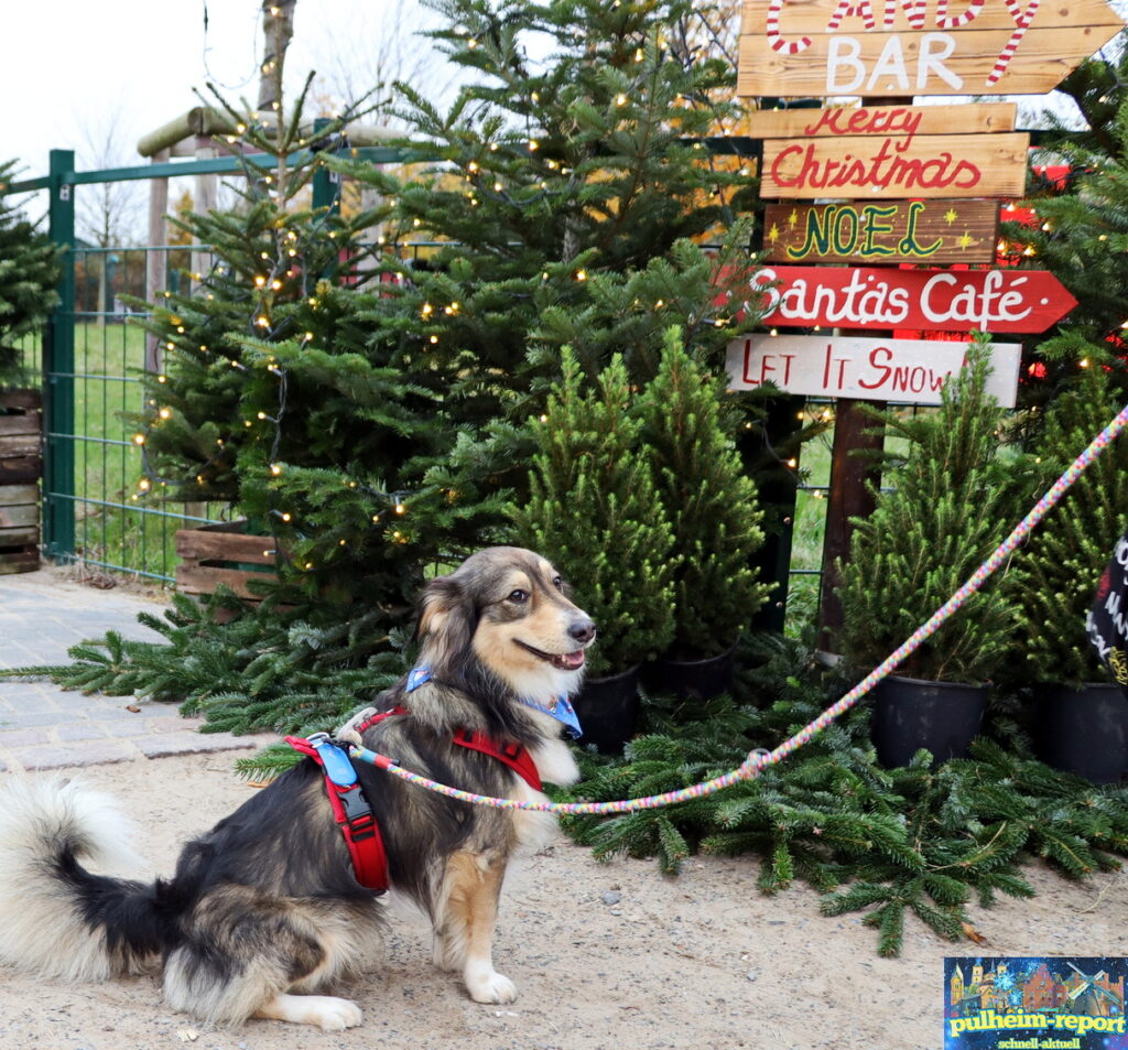 Unser Redaktionshund Bailey war einer der tierischen Besucher auf dem Hundeweihnachtsmarkt.