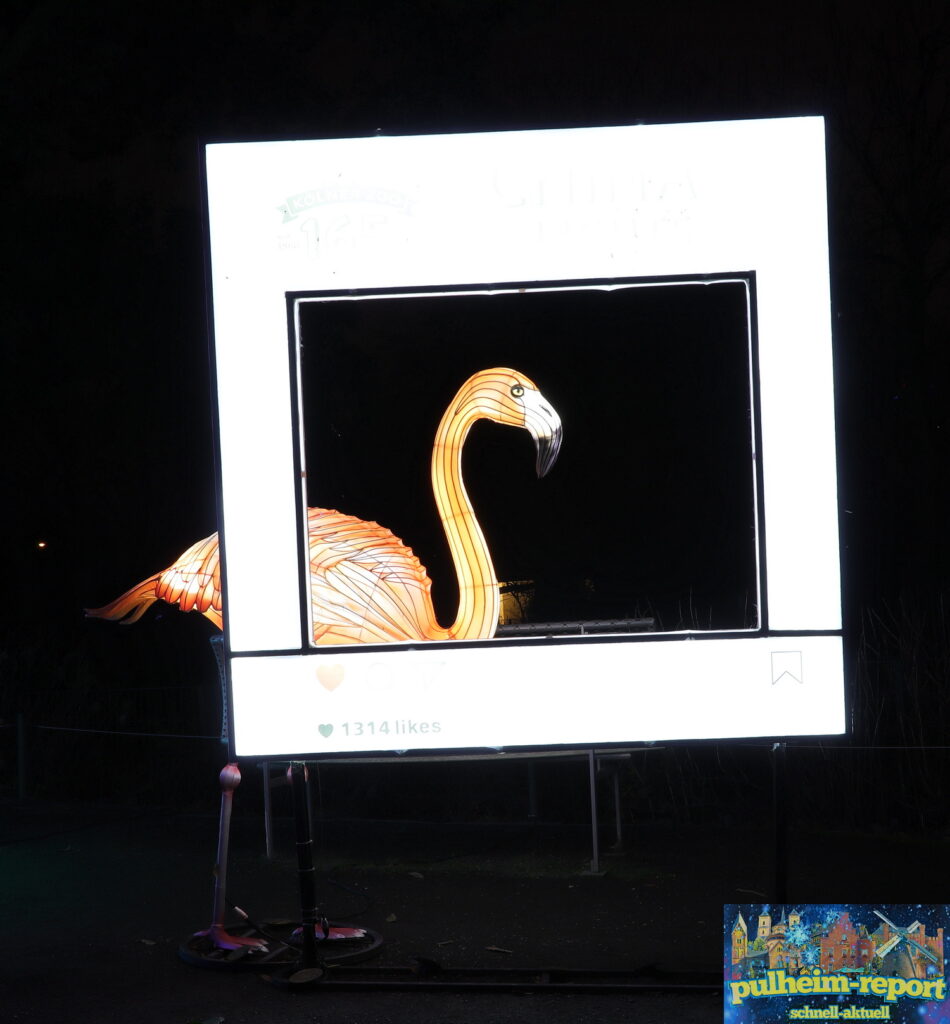 Der Flamingo wartet auf Fotobegeisterte.