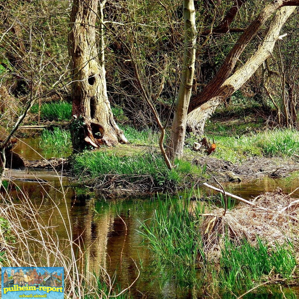 Knorrige Bäume, Wasser und jede Menge Natur in der Großen Laache