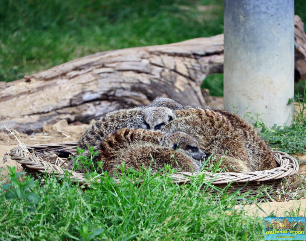 Chillen im Kölner  Zoo