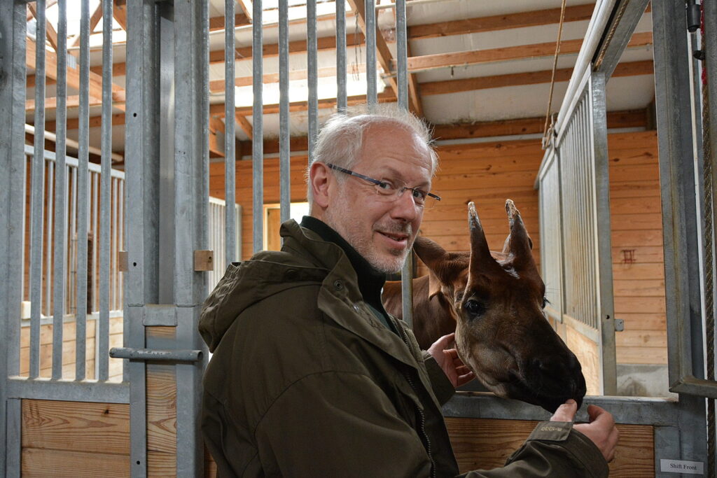 Theo Pagel, hier mit Okapi, im Interview (Foto: Kölner Zoo)