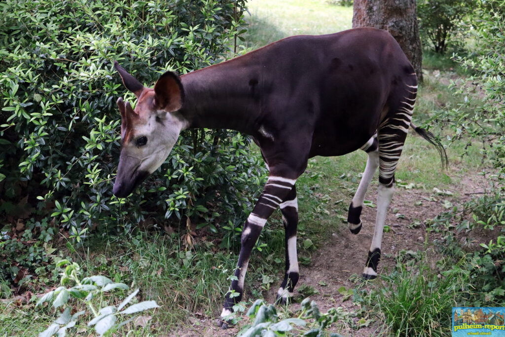 Okapi