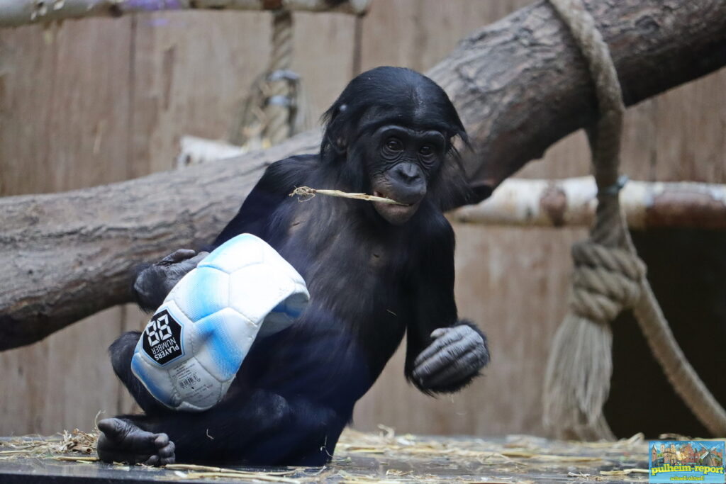 Der Ball ist platt!