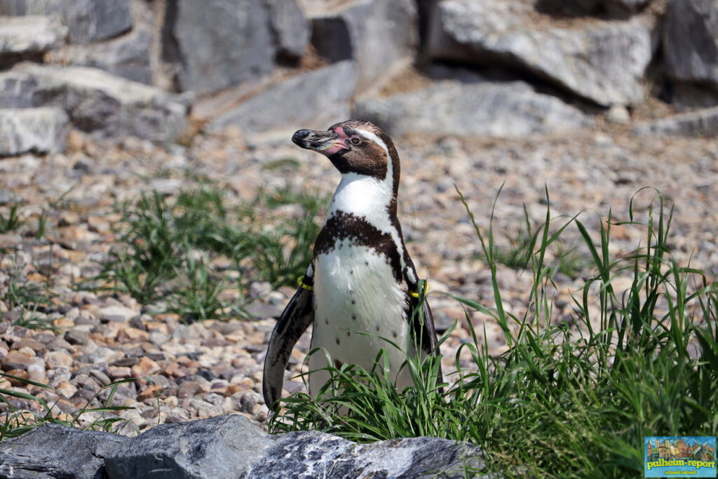 Ein kecker Pinguin im Kölner Zoo.