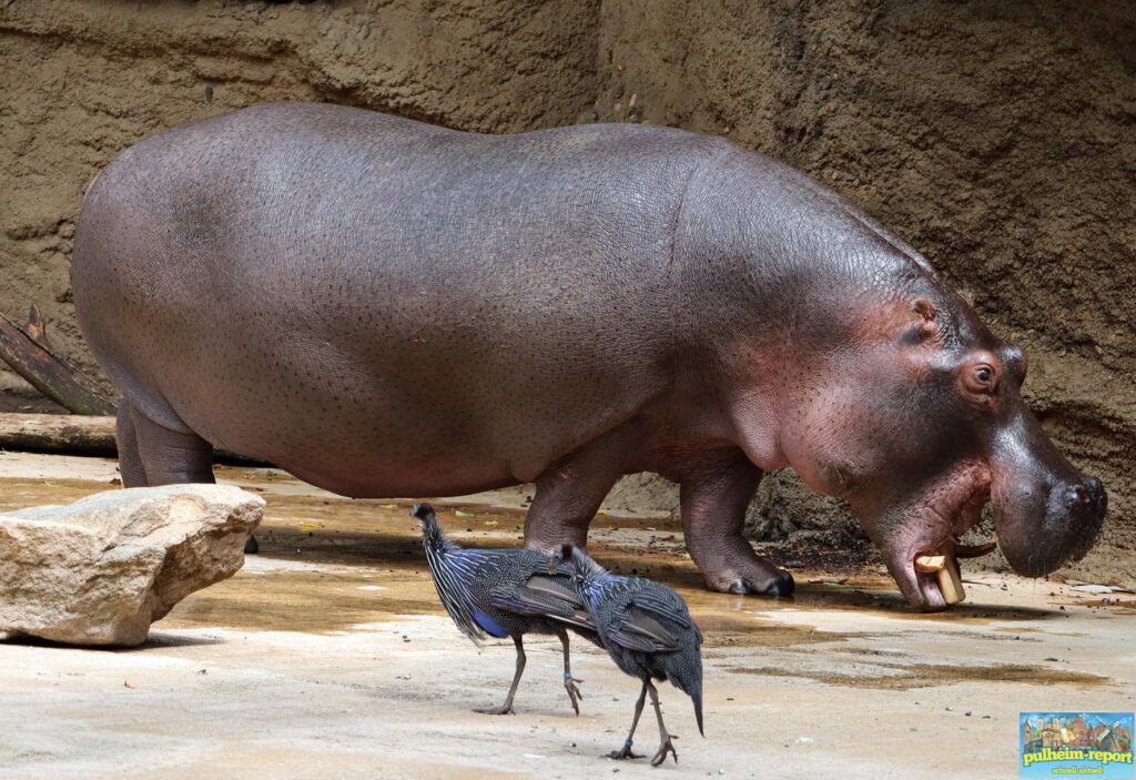 Nilpferd mit gefiederten Freunden