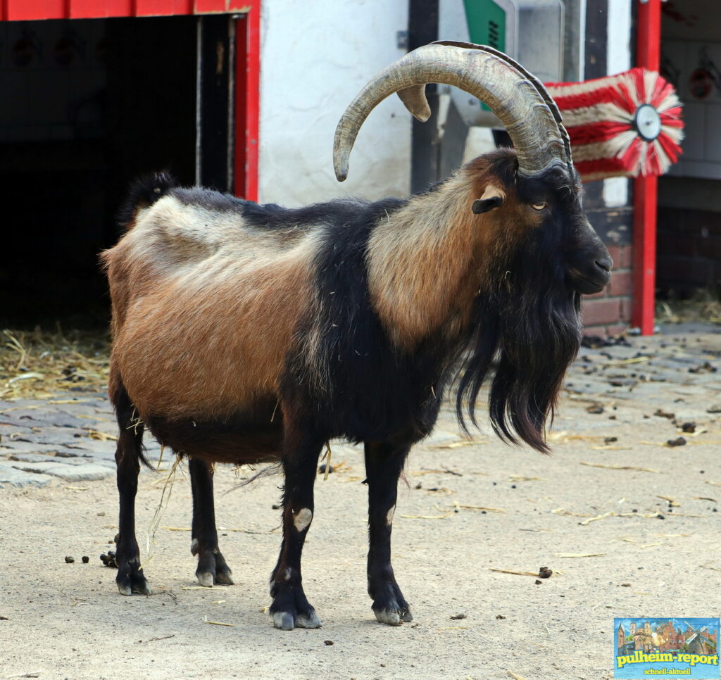FC-Maskottchen Hennes