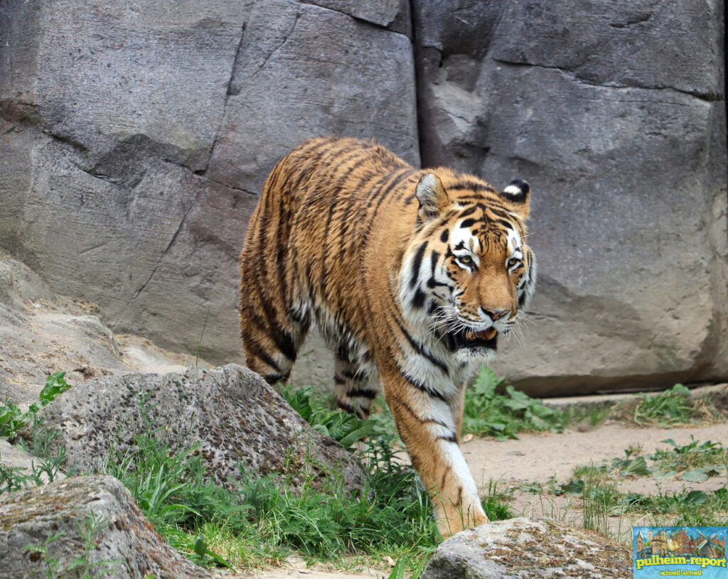 Imposanter Tiger