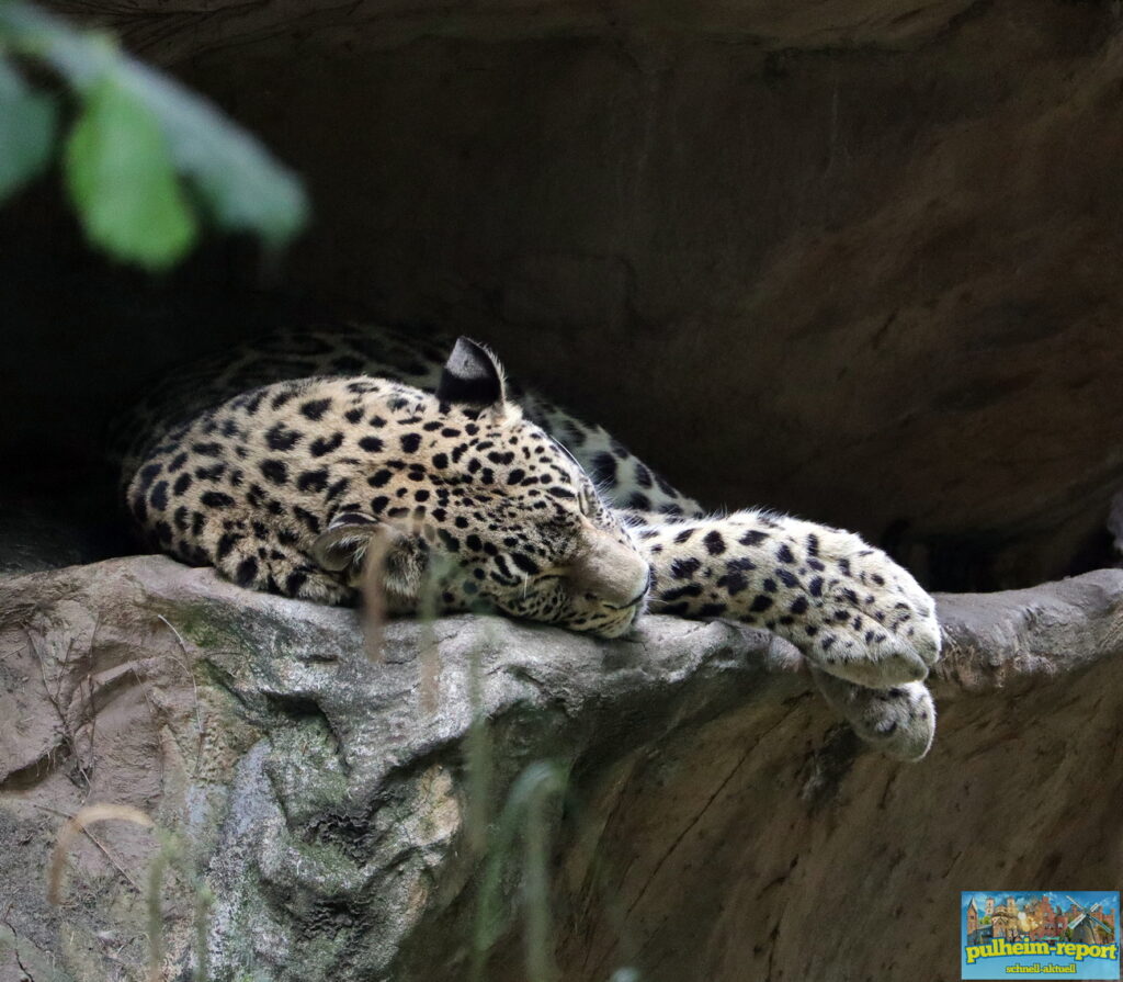 Leopard im Schlafmodus