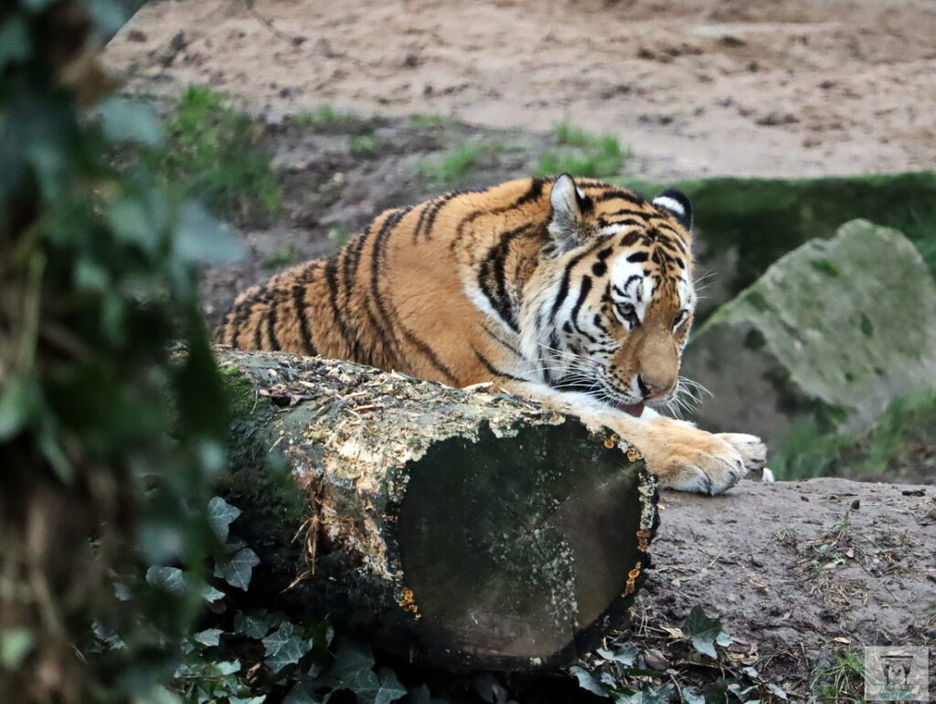 Entspannter Tiger (Foto: Anja Fiedler für Pulheim-Report)