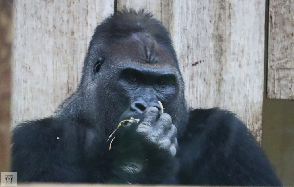 Gorilla in Nahaufnahme