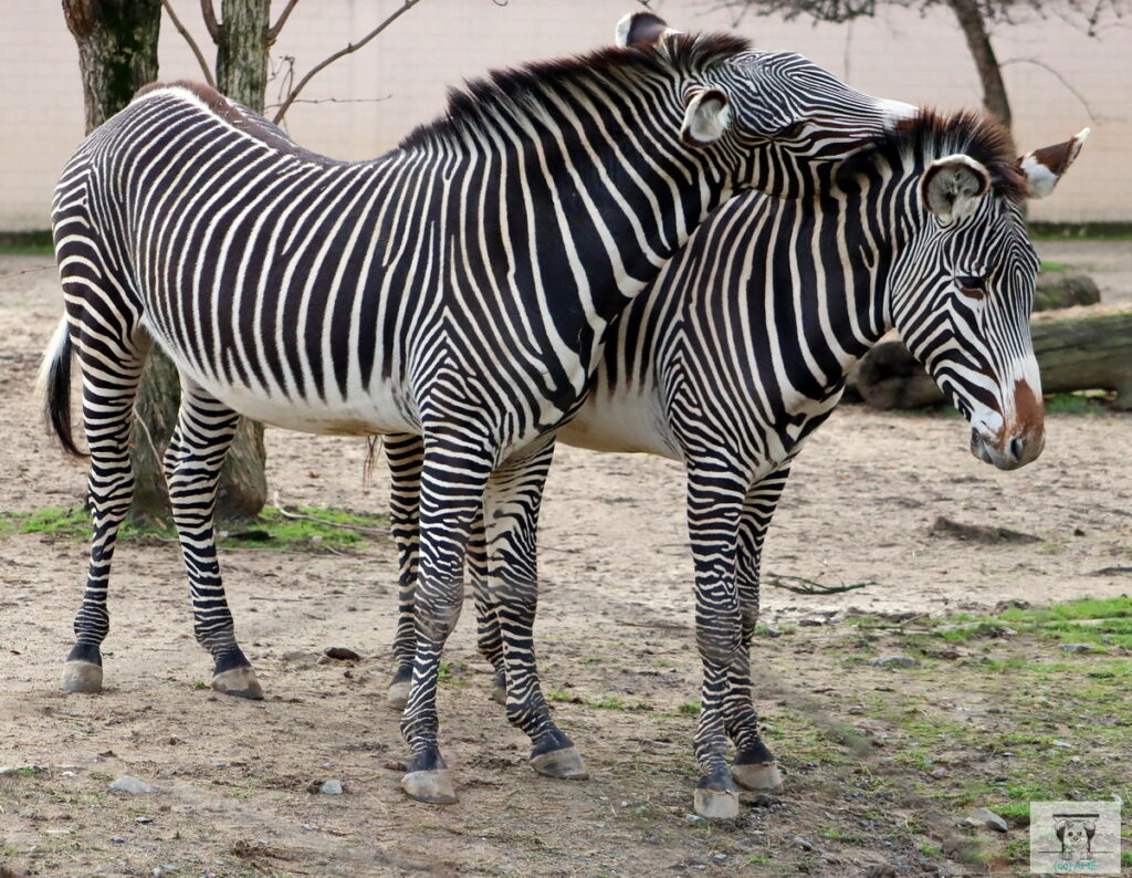 Zebrafreunde