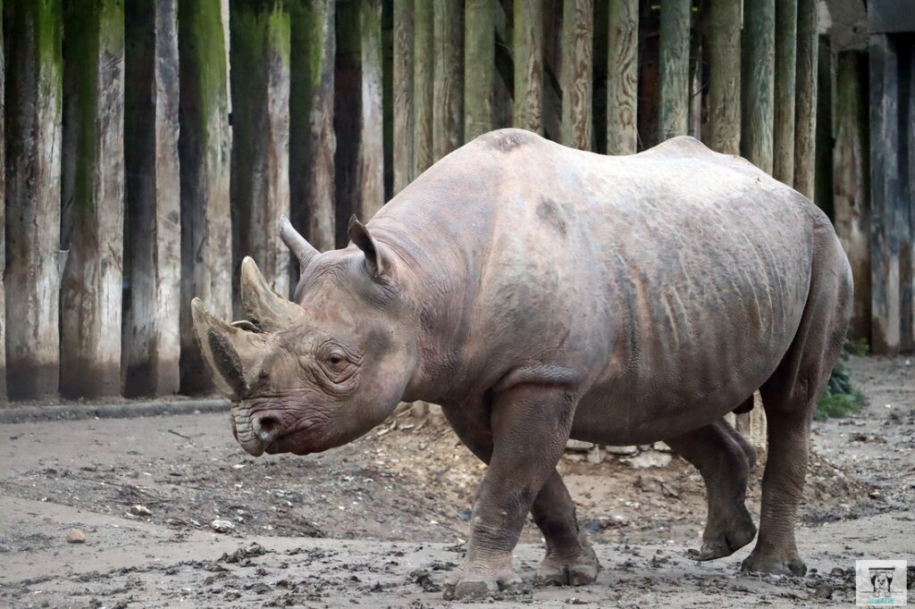 Nashorn unterwegs