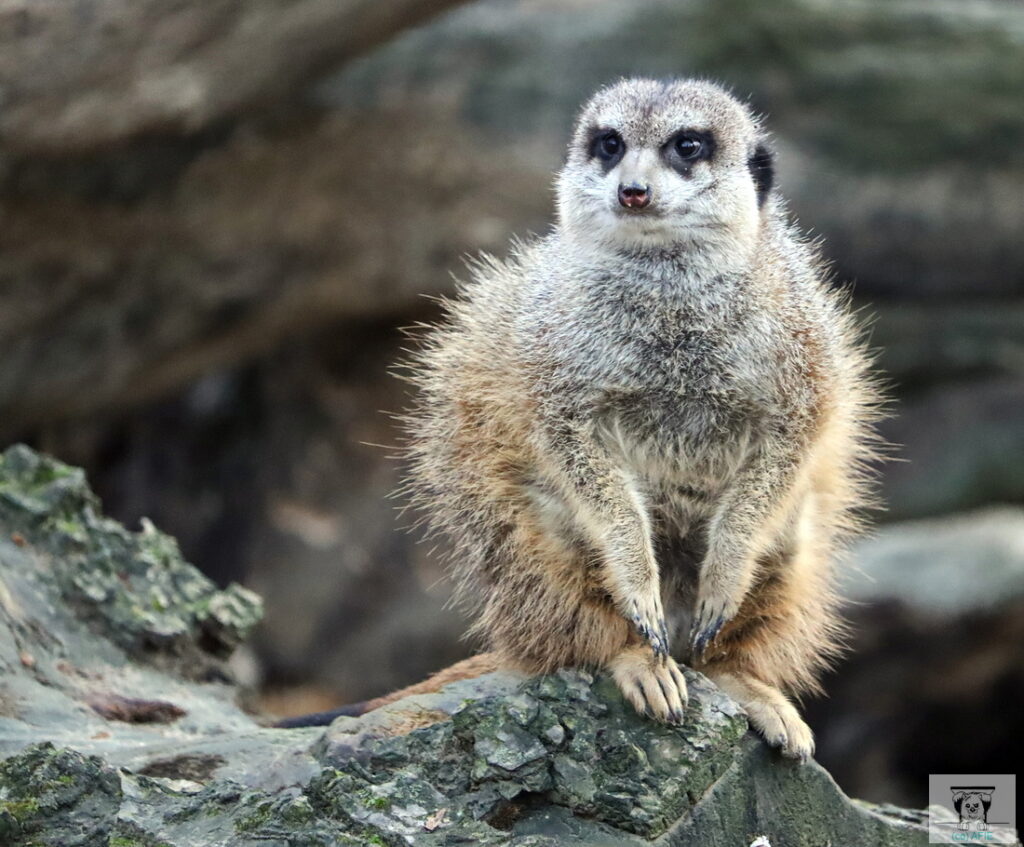Keckes Erdmännchen