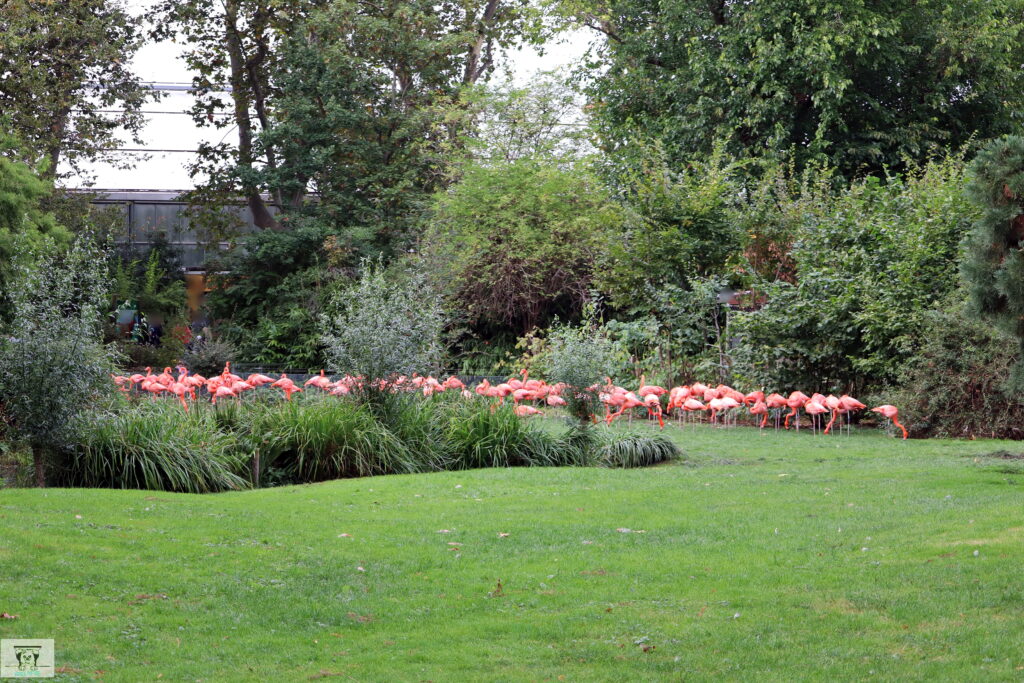 Rosarote Aussichten im Kölner Zoo: Flamingos (Foto: Anja Fiedler für Pulheim-Report)