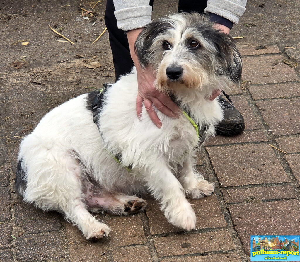 Auch der Hund Herr Schnipsel gehört zum Eselpark dazu.