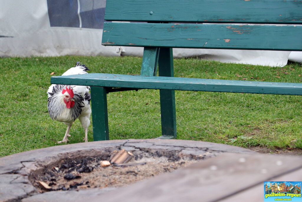 Im Eselpark Zons leben Esel, Ponys, Schweine, Hühner, Enten und Schafe.