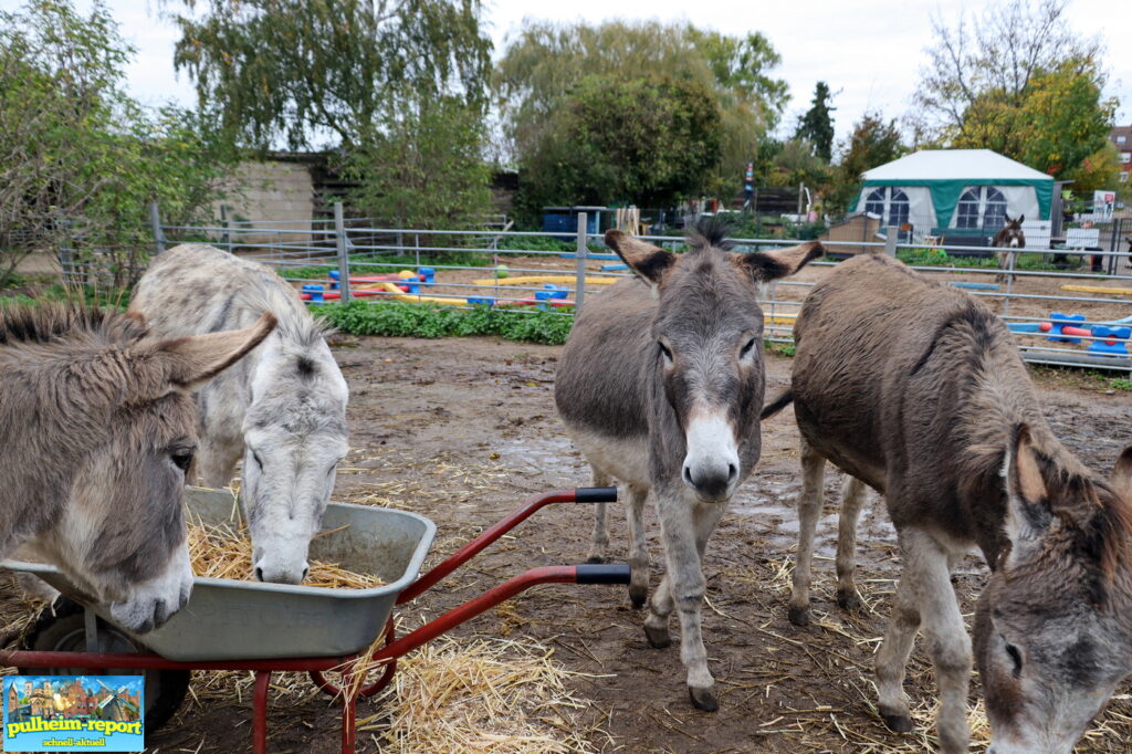 Aus Faulheit entstand der Eselpark in Zons